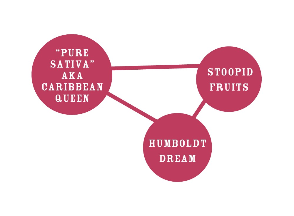 caribbean-queen-parentals Caribbean Queen Strain Graphic
