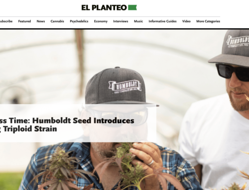 More THC, Less Time: Humboldt Seed Introduces Autoflowering Triploid Strain