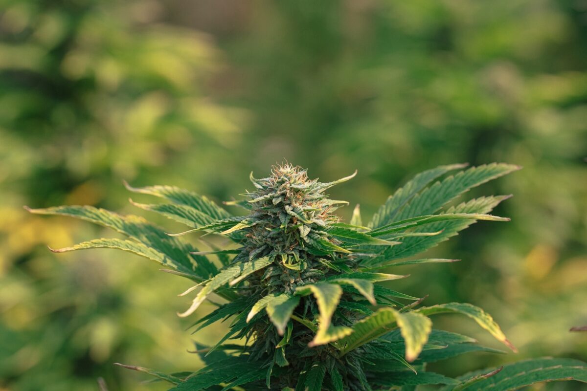 Cannabispflanzen Blatter Werden Gelb