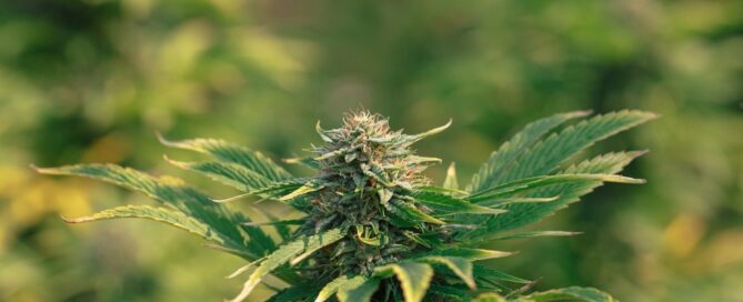 cannabis plant nug with fan leaves