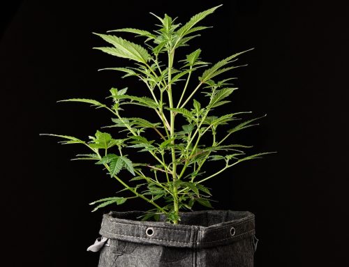 11 Common Mistakes Indoor Growers Often Make and How to Avoid Them