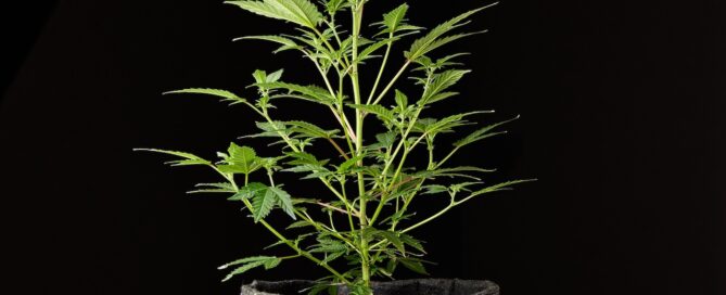 female cannabis plant