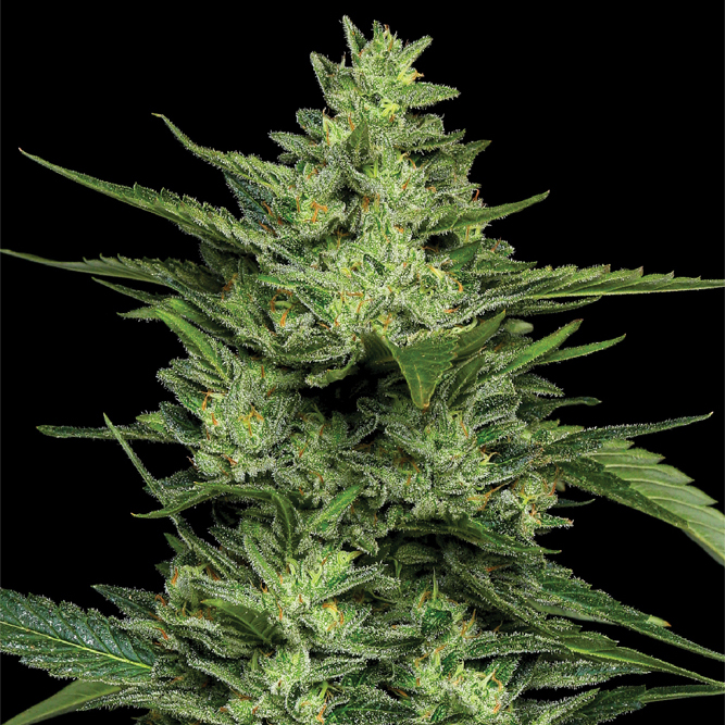 Limez Feminized Cannabis Seeds