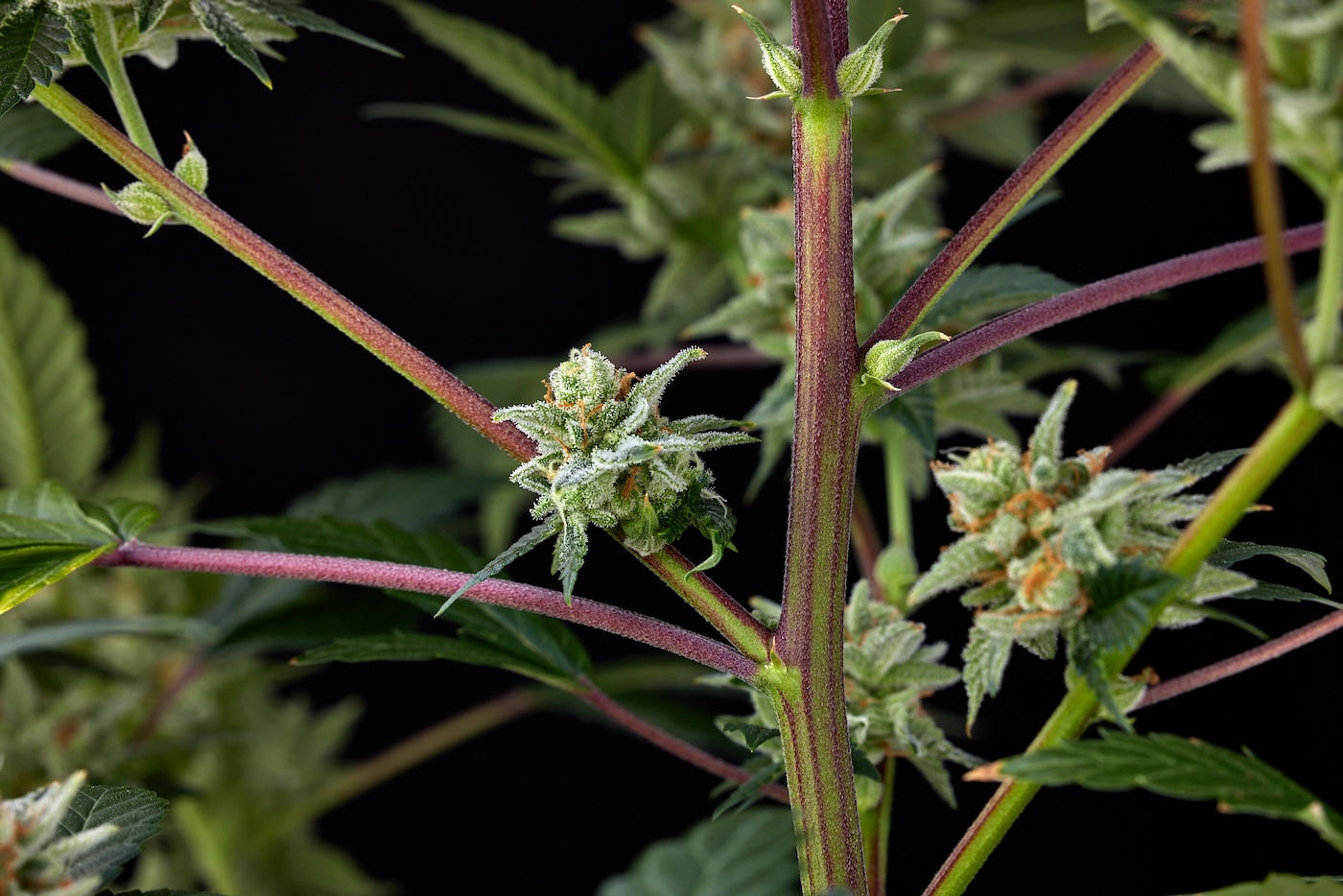 Nœud sur les tiges de la plante de cannabis