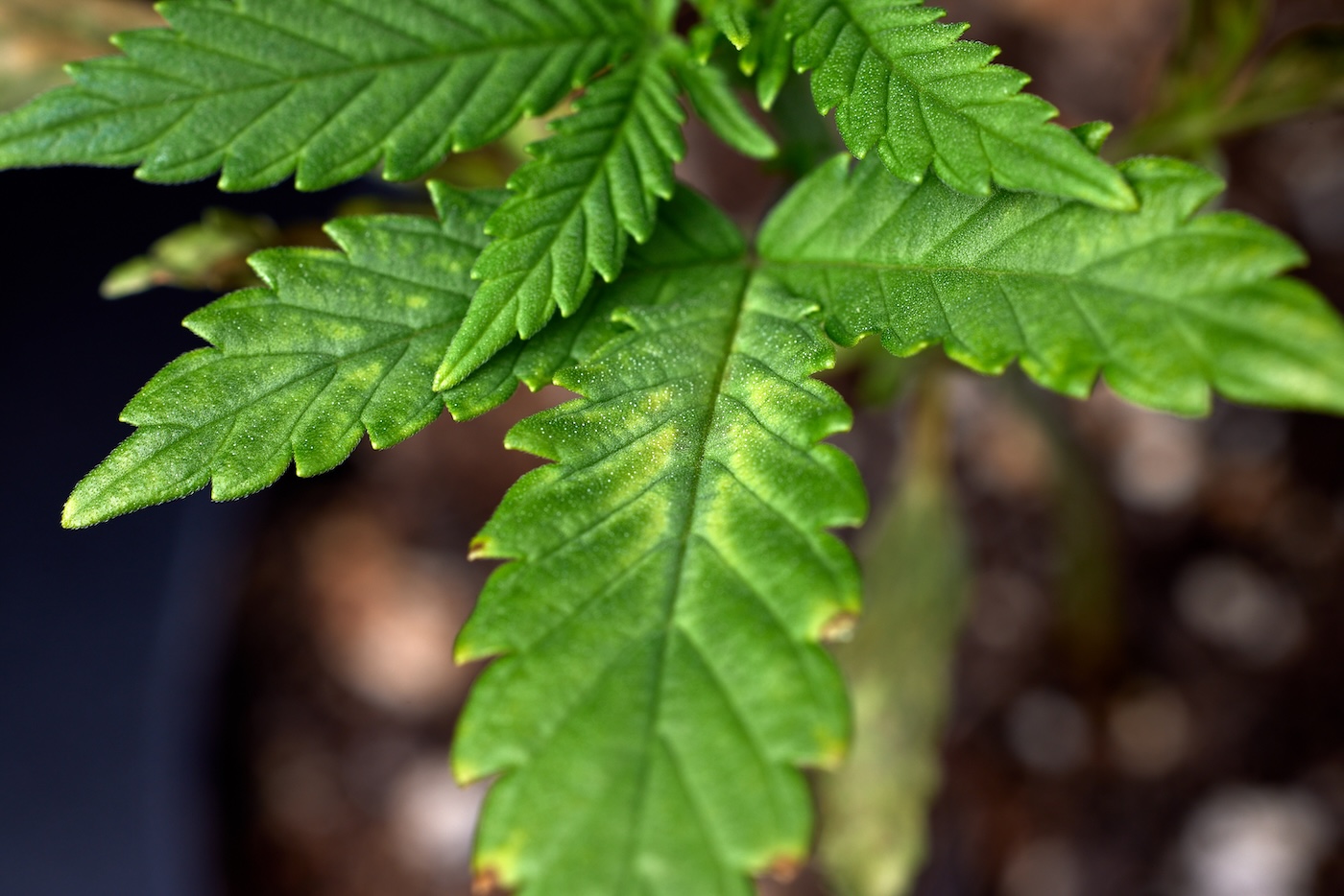 cannabis plant leaf showing brown tips from cal-mag issue close up