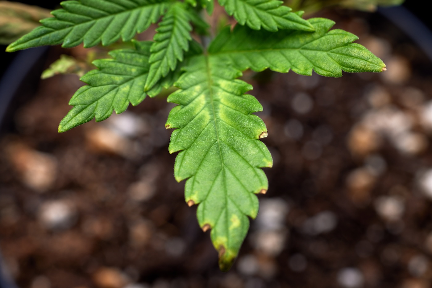 cannabis plant leaf showing brown tips from cal-mag issue