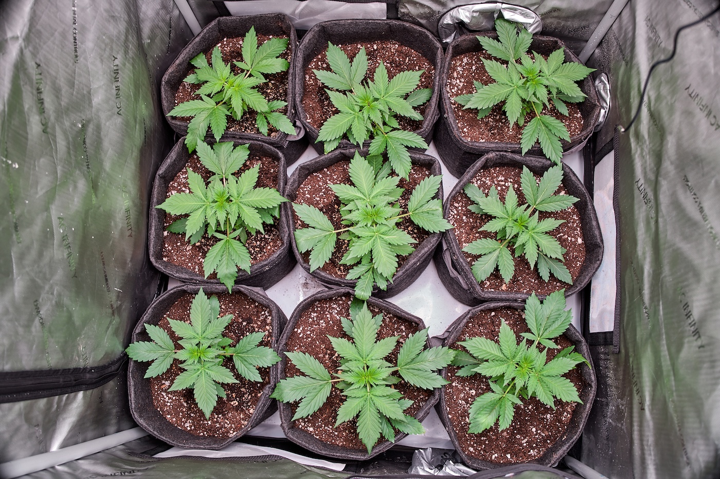 9 wietplanten groeien in smart pot stoffen containers en aarde indoor kweektent ac infinity