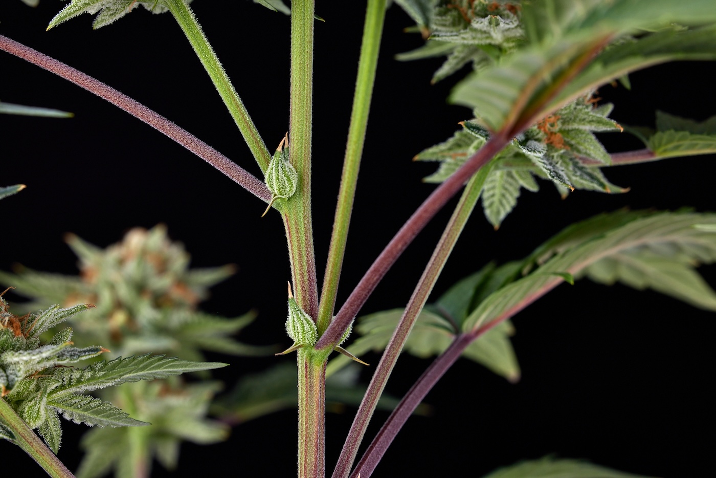Tiges d'une plante de cannabis avec feuilles, bourgeons et nœuds apparents