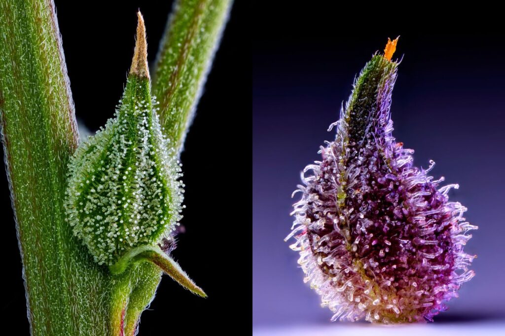 two cannabis calyx examples side by side
