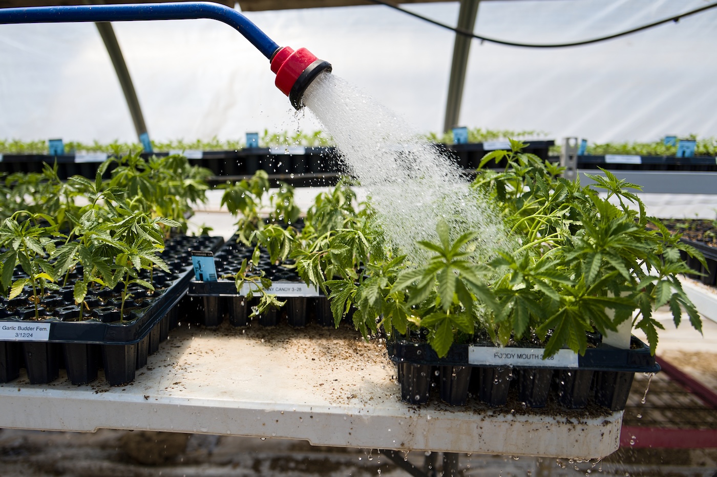 watering and feeding cannabis plants