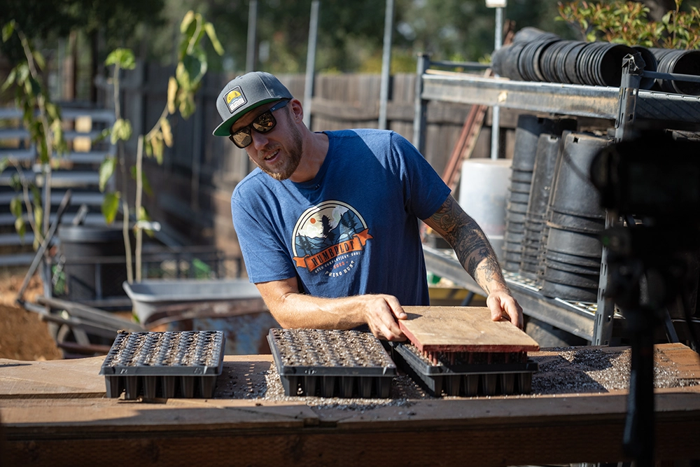 making holes for cannabis seedlings in soil cups at scale