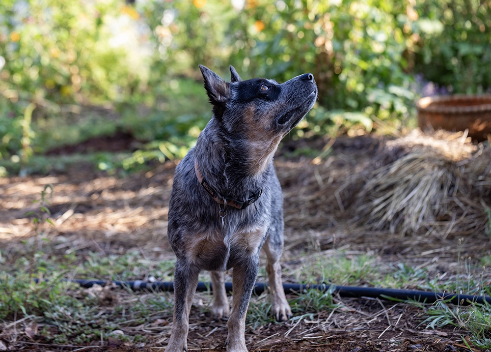 cattle dog on cannabis farm