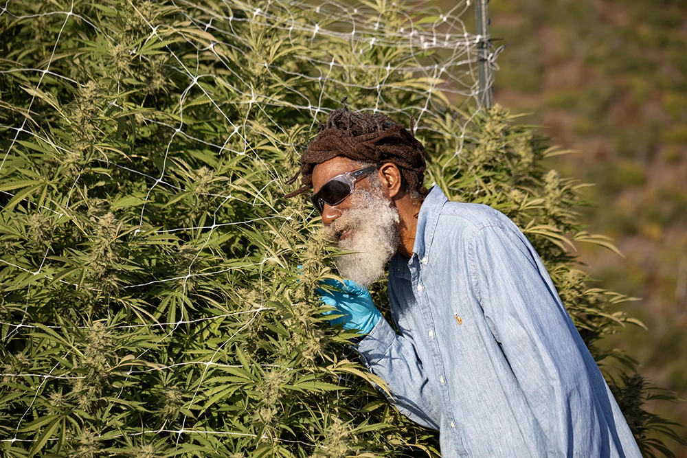 rastafarian man smelling large cannabis plant