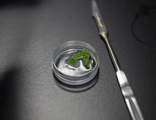 The Basics of Cannabis Tissue Culture for Home Growers