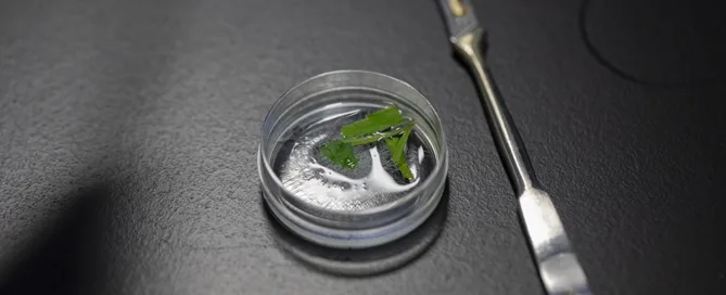 cannabis cloning materials