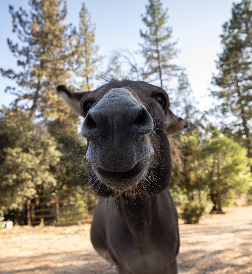 donkey weed