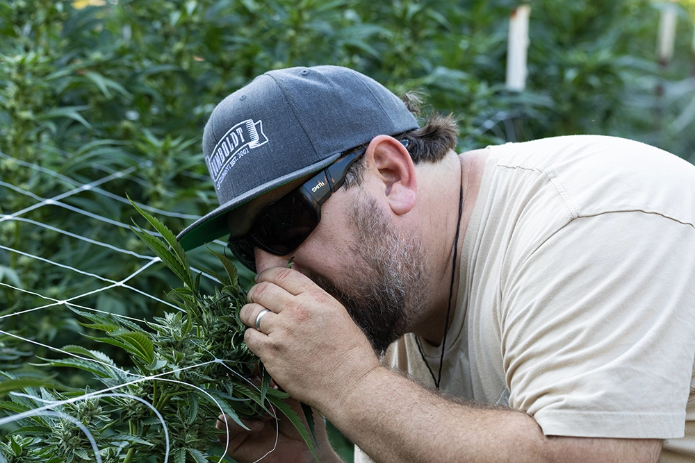 nat from humboldt seeds smelling cannabis plant