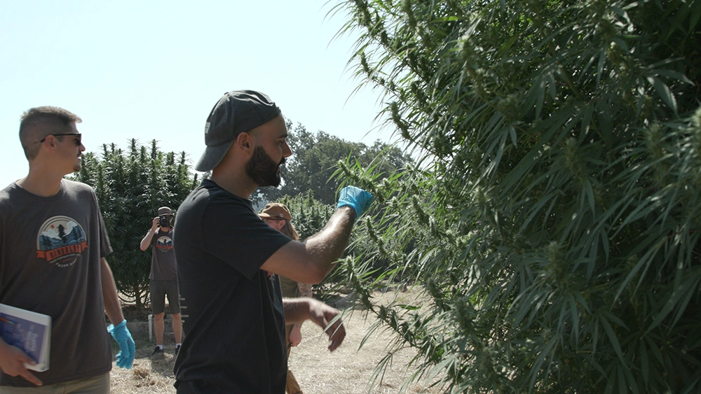 man smelling large cannabis plant wearing blue gloves