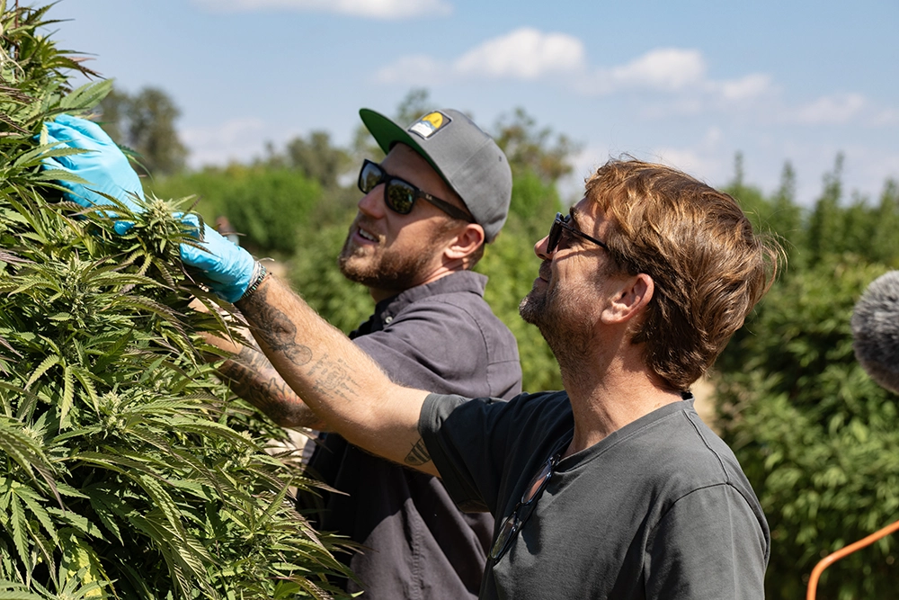 men in sunglasses examining cannabis plants on outdoor farm