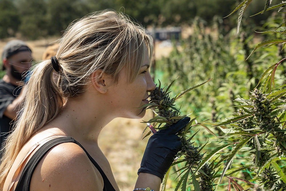 blonde woman smelling cannabis plant with black gloves on outdoor farm