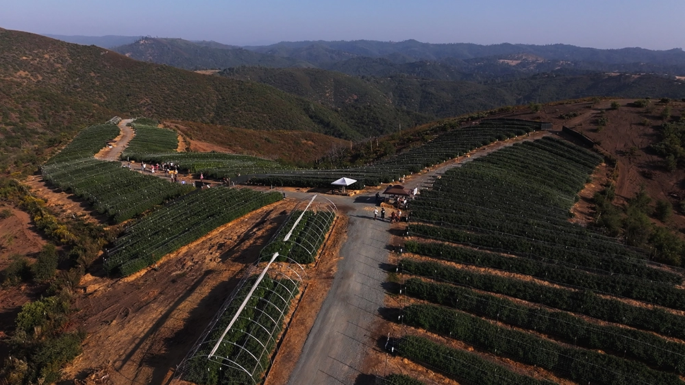 burrs place cannabis farm landscape in California shot from drone