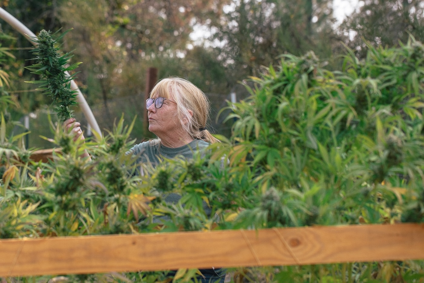 Mom in the cannabis garden examining her plants at Foodoo Farms