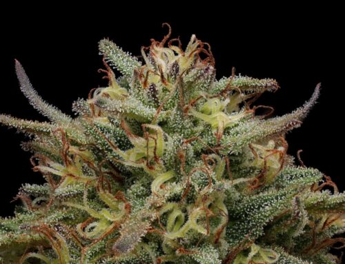 Veganic Weed: Cannabis Without Animal-Derived Products