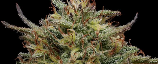 veganic cannabis flower grown without Animal-Derived Products, photographed by kandid kush