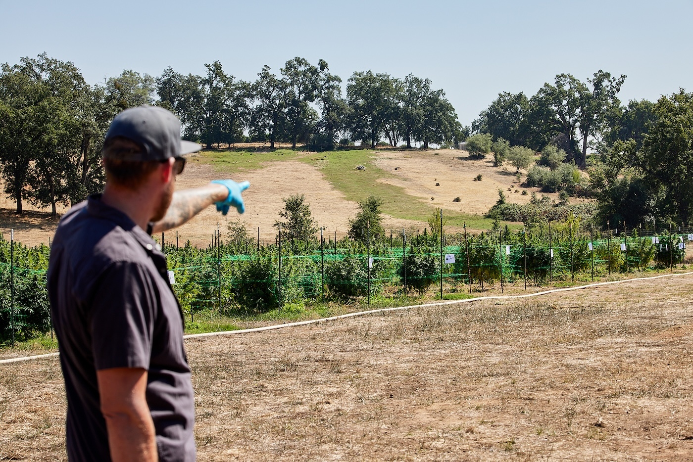 man pointing at cannabis plants on large farm