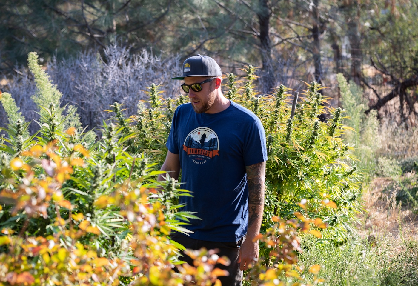 cannabis breeder in hat and sunglasses examining cannabis plants in wild garden