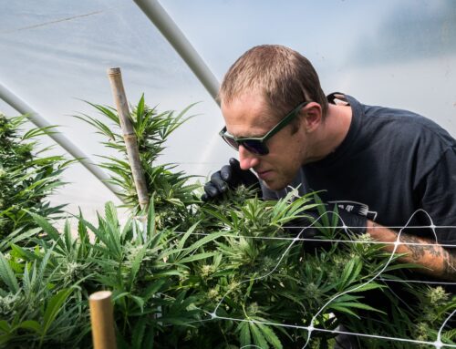 A Day in the Life of a Cannabis Breeder