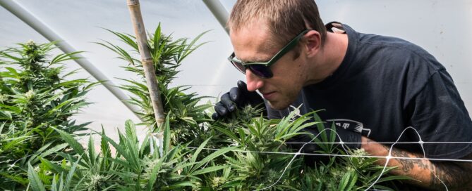 ben lind smelling cannabis plants in a hoop green house wearing black latex gloves