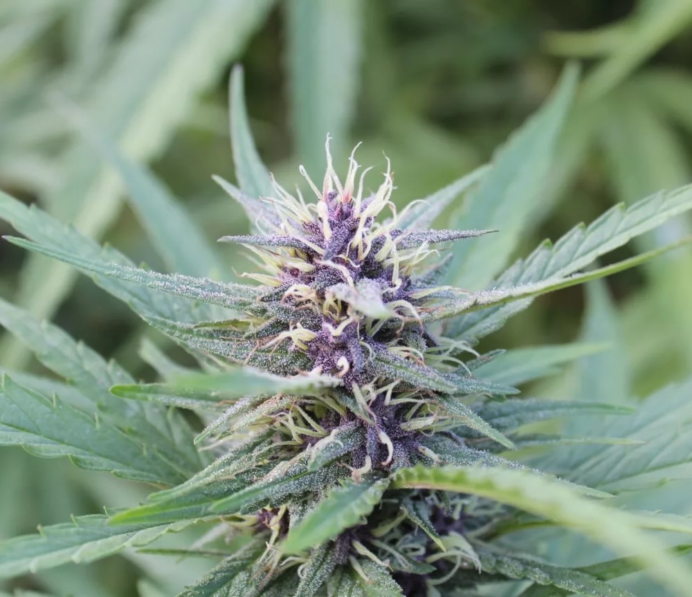 blue weed strain named blueberry muffin growing in home garden