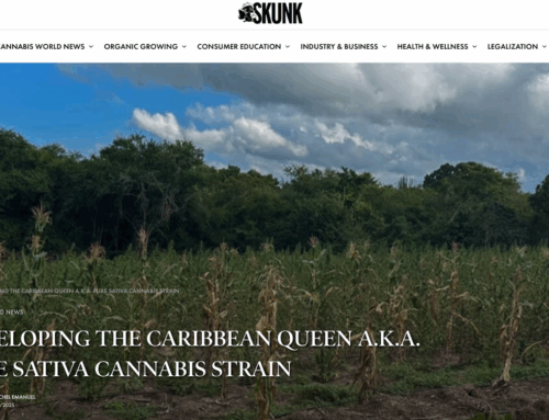 Developing the Caribbean Queen A.K.A. Pure Sativa Cannabis Strain