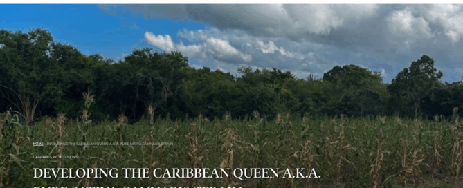 Developing the Caribbean Queen A.K.A. Pure Sativa Cannabis Strain Skunk Magazine article cover