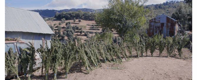 cannabis now article cover showing cannabis plants on a farm in morocco.