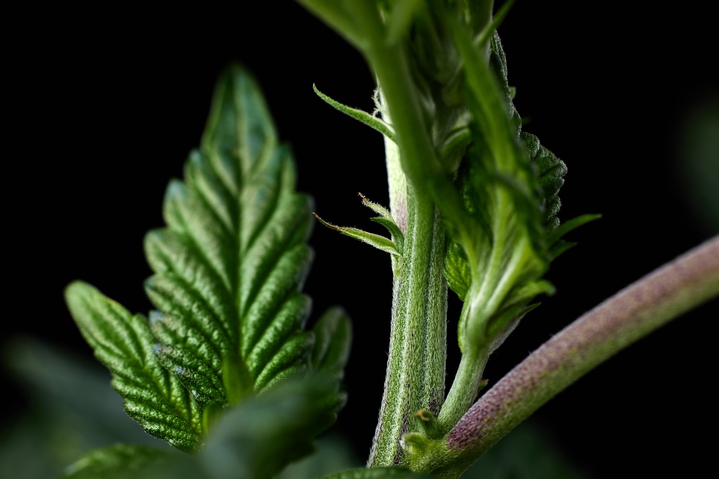 cannabis stem between veg and flower, flowering stage