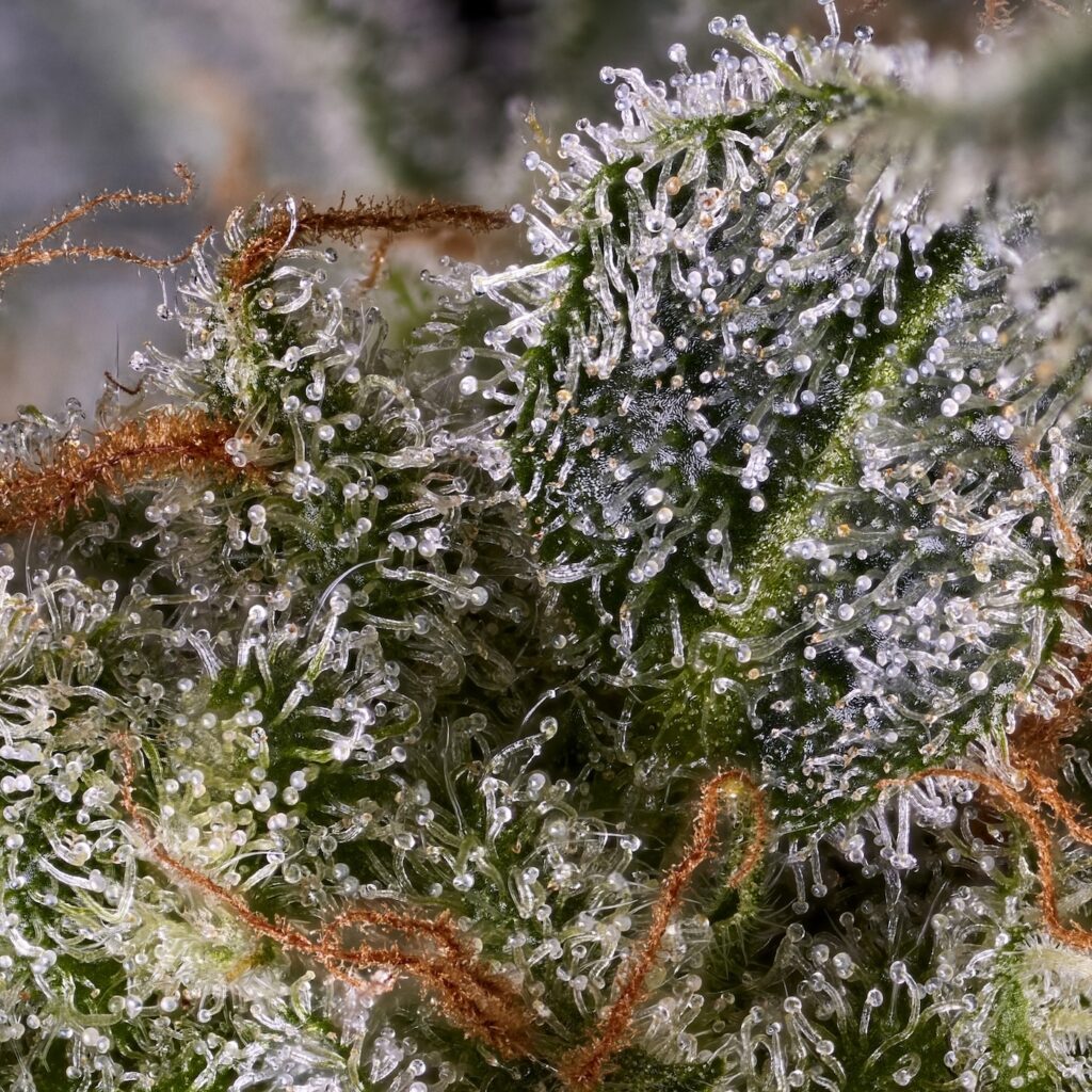marijuana trichomes on live plant under magnification