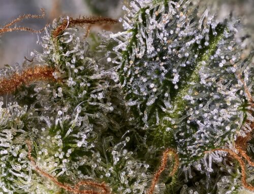 Navigating the World of Trichomes, the Star Guide, and Micron Sizes