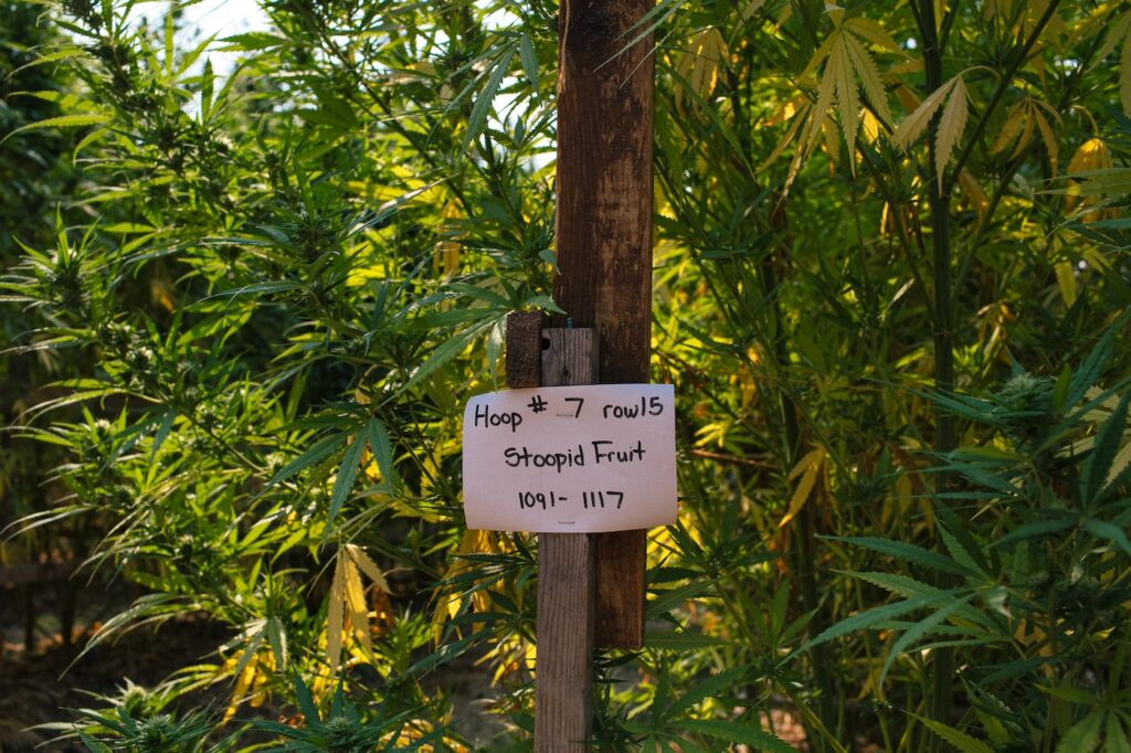 Humboldt Seed Company's stoopid fruit strain growing on Foodoo Farms