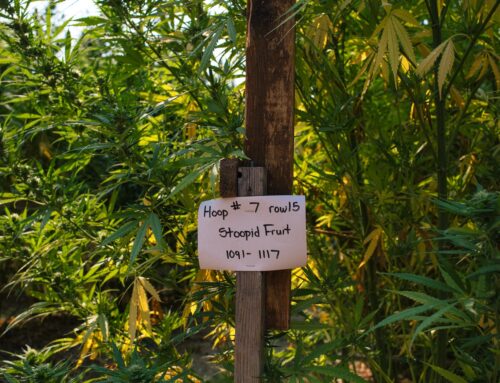 How to Choose the Right Cannabis Strain in 2025