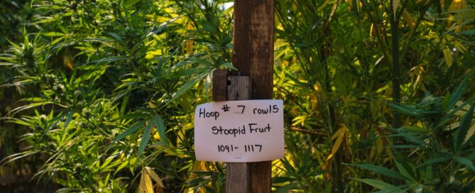 Humboldt Seed Company's stoopid fruit strain growing on Foodoo Farms