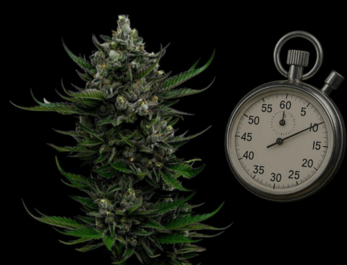 11 Fast-Flowering Seeds From Humboldt