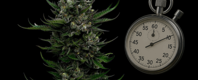 fast-flowering strain next to stopwatch to show fast-flowering seeds