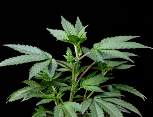 Flipping to Flower: What Every New Grower Needs to Know Before the 12/12 Switch
