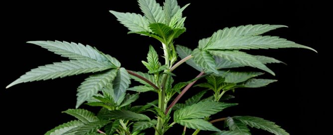cannabis plant in the pre-flowering stage