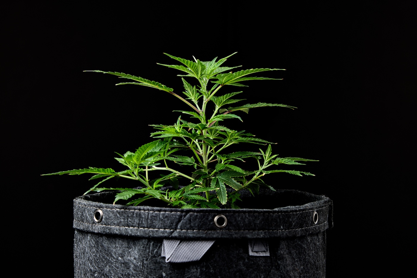 live cannabis plant pre-flowering stage