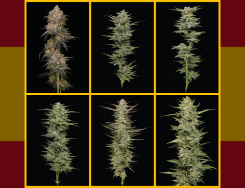 6 Best Cannabis Strains to Grow Outdoors in Spain