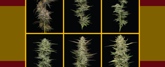 six cannabis strains to grow in spain, over the spanish national flag