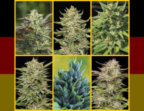 6 Most Popular Cannabis Strains in Germany